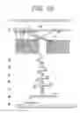 Fig. 16 - Computer-directed assembly of a polynucleotide encoding a target polypeptide