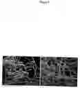 Fig. 09 - Peptides having antimicrobial properties and compositions containing them, notably for the preservation of foodstuffs