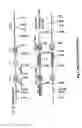Fig. 08 - Transgenic aves producing human polyclonal antibodies