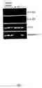 Fig. 10 - Transgenic aves producing human polyclonal antibodies