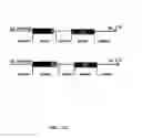 Fig. 11 - Transgenic aves producing human polyclonal antibodies