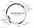 Fig. 01 - Promoter, promoter control elements, and combinations, and uses thereof