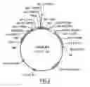 Fig. 03 - Method for improving corn starch extractability