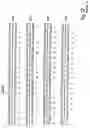 Fig. 69 - Plant starch composition