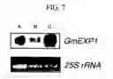 Fig. 08 - Root-specific expansin gene regulating root growth and obstacle-touching stress resistance in the plant