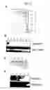 Fig. 09 - Root-specific expansin gene regulating root growth and obstacle-touching stress resistance in the plant