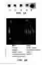 Fig. 03 - Receptors for hypersensitive response elicitors and uses thereof