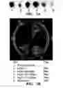 Fig. 08 - Receptors for hypersensitive response elicitors and uses thereof