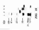 Fig. 13 - Receptors for hypersensitive response elicitors and uses thereof