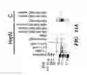 Fig. 14 - Receptors for hypersensitive response elicitors and uses thereof