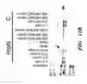 Fig. 15 - Receptors for hypersensitive response elicitors and uses thereof
