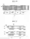 Fig. 08 - Optical reproducing method optical medium with aligned prepit portion