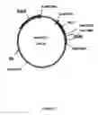 Fig. 02 - IL-7 drug substance, composition, preparation and uses