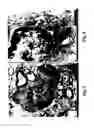 Fig. 02 - Sporoderm-broken germination-activated ganoderma lucidum spores for protection of dopaminergic neurons and treatment of Parkinson's disease