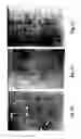 Fig. 06 - Sporoderm-broken germination-activated ganoderma lucidum spores for protection of dopaminergic neurons and treatment of Parkinson's disease