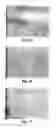 Fig. 08 - Sporoderm-broken germination-activated ganoderma lucidum spores for protection of dopaminergic neurons and treatment of Parkinson's disease