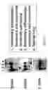 Fig. 12 - Fetal polypeptides from human liver