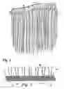 Fig. 02 - Hair extension