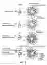 Fig. 02 - Multimeric protein toxins to target cells having multiple identifying characteristics
