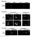 Fig. 05 - Toll-like receptor 9 modulators