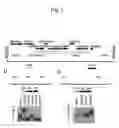 Fig. 02 - Attenuated vaccines