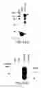 Fig. 33 - Tumor suppressor gene