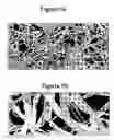 Fig. 06 - Chemically cross-linked cellulosic fiber and method of making same