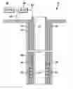 Fig. 01 - Remotely actuating a casing conveyed tool