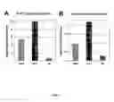 Fig. 08 - PDX1 expressing endoderm