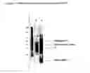 Fig. 12 - BMP-3 propeptides and related methods