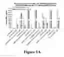 Fig. 02 - Phosphopeptide antigens associated with MHC molecules
