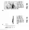 Fig. 02 - Hapten-carrier conjugates and uses thereof