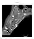 Fig. 03 - Polyurethane compositions with glass filler and method of making same
