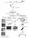 Fig. 02 - Gene imprinting and methylated CpG islands