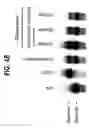 Fig. 07 - Gene imprinting and methylated CpG islands
