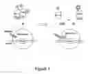 Fig. 02 - Fluorescence methods of detecting a protein-elongation related complex and corollary sequence information
