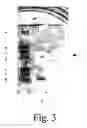 Fig. 04 - Bacteriocins and novel bacterial strains