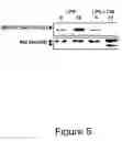 Fig. 06 - Guanylhydrazones in methods of treatment or diagnosis as modulators of signal transduction