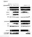 Fig. 07 - Guanylhydrazones in methods of treatment or diagnosis as modulators of signal transduction