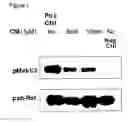 Fig. 08 - Guanylhydrazones in methods of treatment or diagnosis as modulators of signal transduction