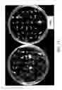 Fig. 14 - Methods and genetic compositions to limit outcrossing and undesired gene flow in crop plants