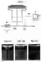 Fig. 08 - Dry-etching method and apparatus