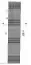 Fig. 02 - Curved window blind
