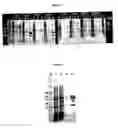 Fig. 02 - Production of glycosylated macrolides in E. coli