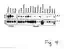 Fig. 08 - RTD receptor