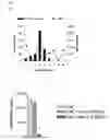 Fig. 02 - Immunomodulatory protein derived from Trypanosomes and uses thereof