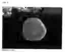 Fig. 04 - Pharmaceutical porous particles