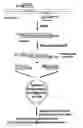 Fig. 01 - Processes for directionally ligating double stranded nucleic acids