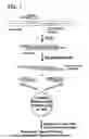 Fig. 02 - Processes for directionally ligating double stranded nucleic acids