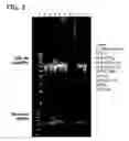 Fig. 03 - Processes for directionally ligating double stranded nucleic acids